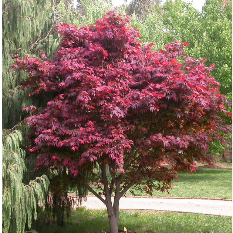 Javor Palmatum Atropurpureum 40-60cm, kont. p15