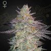 Green House Seed - Super Lemon Haze x GMO 10 ks - Semená neobsahujú THC