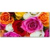 Foto obraz akryl do obývačky Farebné ruže 100x50 cm