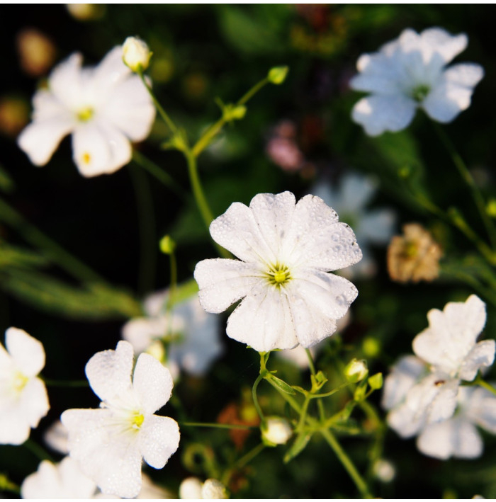 Gypsomilka úhľadná - Gypsophila elegans - semená - 200 ks