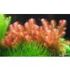 AQZ Rotala wallichii Rastliny: /in-Vitro Aqua-art/