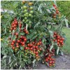 Paradajka Sweet Million F1 - Solanum lycopersicum - semená - 5 ks