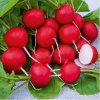 Reďkovka Saxa - Raphanus sativus - semená reďkovky - 100 ks