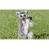 Fototapeta na stenu - FT5298 - Lemur 350x250cm - Vlies 110gr