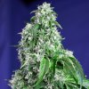 Sweet Seeds Big Devil F1 Fast Version semena neobsahují THC 3 ks