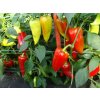 Paprika hybridná Beja F1 - Capsicum annuum - semiačka - 10 ks