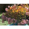 Rozchodník sieboldov - Sedum sieboldii, kont. 0,5 l