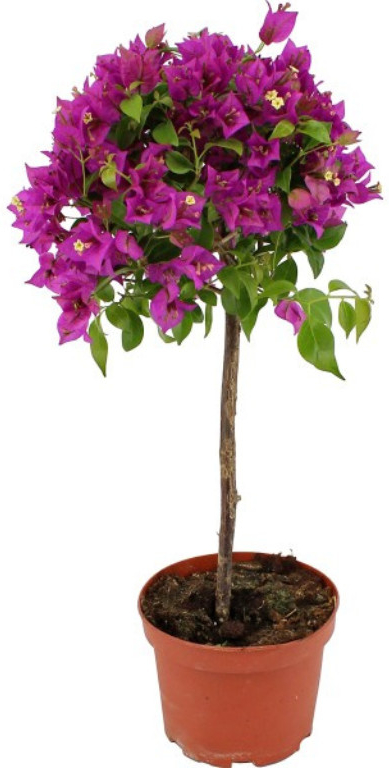 Bougainvillea Sanderiana na kmienku, výška 80-100cm, kont. p21