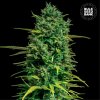 Bulk Seed Bank - Auto Tropical Coconut 100 ks - Semená neobsahujú THC
