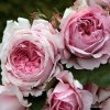 Kordes Roses Kríková ruža Kordes 'Alexandra® - Princesse de Luxembourg' 2l kontajner