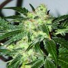 Paradise Seeds Acid neobsahuje THC 5 semen