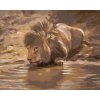 Zuty – Maľovanie Podľa Čísel – Mladý Lev Pri Napájadle (D. Rusty Rust), 40 × 50 cm, Plátno + Rám 8596530173731