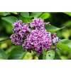 Syringa vulgaris ´ Sensation ´ Clt.3