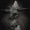 Paradise Seeds Chem Cake Semená neobsahujú THC 5 ks