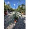 Yucca rostrata v celkovej výške 65 cm