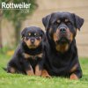 Kalendár 2026 Rottweiler, 30,5 x 30,5 (30,5 x 61) cm