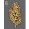 The Bulldog Seeds TB Amnesia Feminized, 3 a 5 ks 5 ks