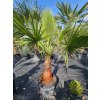 Washingtonia filibusta s hladkým kmeňom s výškou kmeňa 53 cm v celkovej výške 185 cm