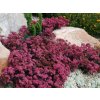Rozchodník hybridný SunSparkler Plum Dazzled