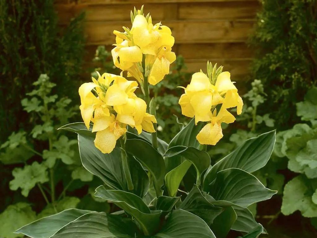 Canna indická CANNOVA Yellow - Kana, kont. 1 l