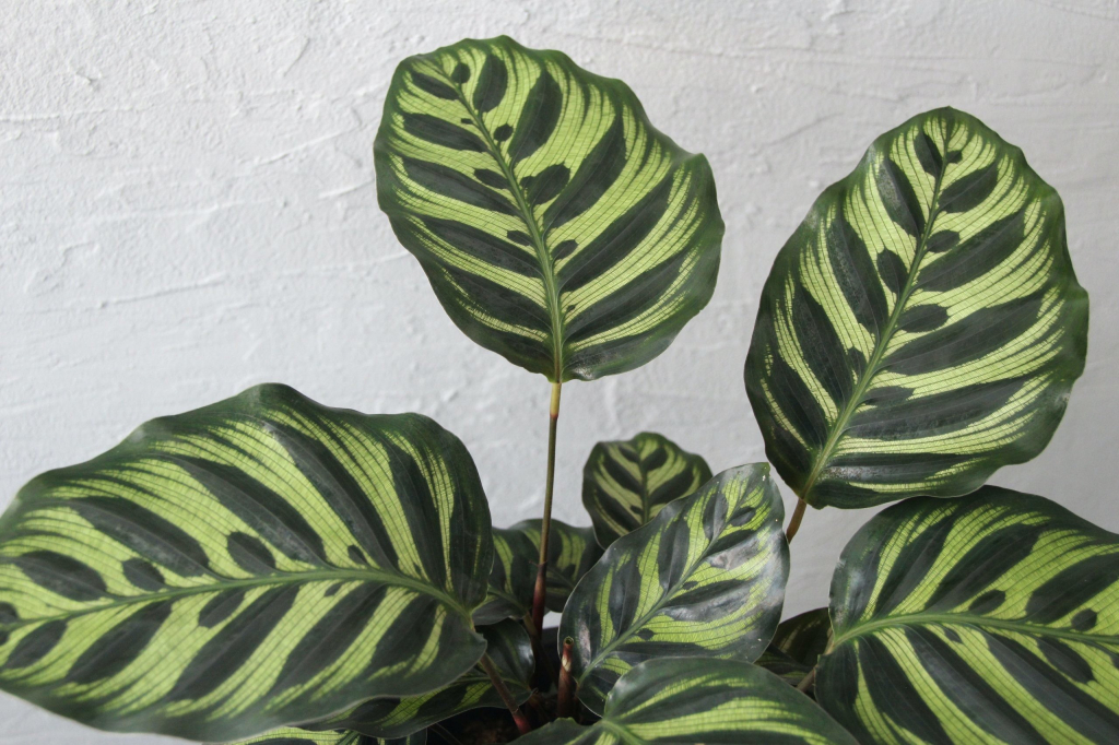 Calathea makoyana