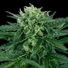 Sensi Seeds Sensi Amnesia Automatic semena neobsahuji THC 10 ks