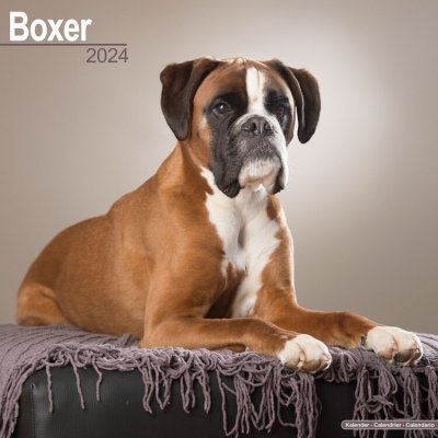 Boxer 2024