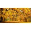 Foto obraz sklo tvrzené Jeseň v parku 100x50 cm