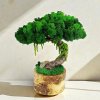 Bonsai z machu (23 cm) do interiéru – prírodná dekorácia do bytu, domu aj kancelárie