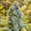 Silent Seeds Classic Cannabis Seeds Moby Dick Feminized 5 ks