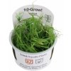 Juncus repens 1-2 Grow!