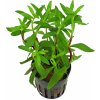 Limnophila aromatica