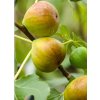 Figovník - Ficus carica ´Brogiotto Bianco´- 35/45cm