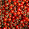 Červené Cherry paradajky - Solanum lycopersicum - semená - 6 ks