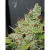 Dutch Passion Orange Hill Special® neobsahuje THC 3 ks