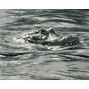 Zuty – Maľovanie Podľa Čísel – Aligátor Hlava Vo Vode (D. Rusty Rust), 40 × 50 cm, Plátno + Rám 8596530157571