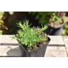 Phlox subulata ´ Drummond Pink ´ K9