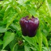 Paprika Beluga Lilac F1 - Capsicum annuum - semená - 6 ks