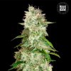 Bulk Seed Bank - Auto Cheese 5 ks - Semená neobsahujú THC