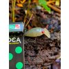 JAPONSKY WOBLER RODIO CRAFT MOCA DR SS 30 mm - 2,3 g TROU AREA - GLOW