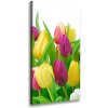 Vertikálny foto obraz na plátne Farebné tulipány 50x100 cm