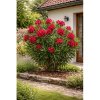 Oleander obyčajný (Nerium oleander) ´RED EMPEROR´ ČERVENÝ- výška 120-150 cm, kont. C35L (-10/-12°C)