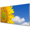 Nástenný panel Slnečnica mraky 100x50 cm
