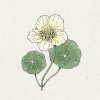 Jora Dahl Tropaeolum majus 
