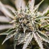 Blimburn Seeds Semená kanabisu GMO feminizované 9 ks