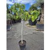 Ficus carica napolitaine figovník