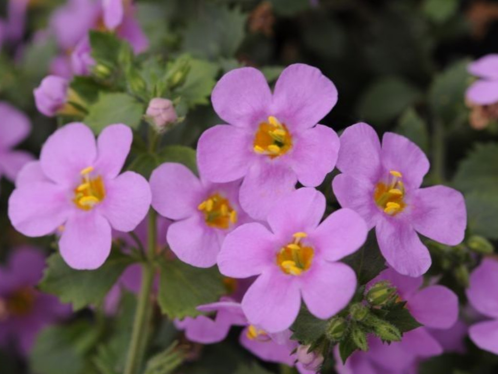 Bacopa Everest Pink 2019 - Bakopa, kont. 0,5 l