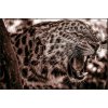 Obraz na plátno - LEOPARD - b