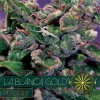 Vision Seeds - La Blanca Gold Auto 3 ks - Semená neobsahujú THC