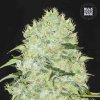 Bulk Seed Bank - Bubblegum Extra 500 ks - semená neobsahujú THC